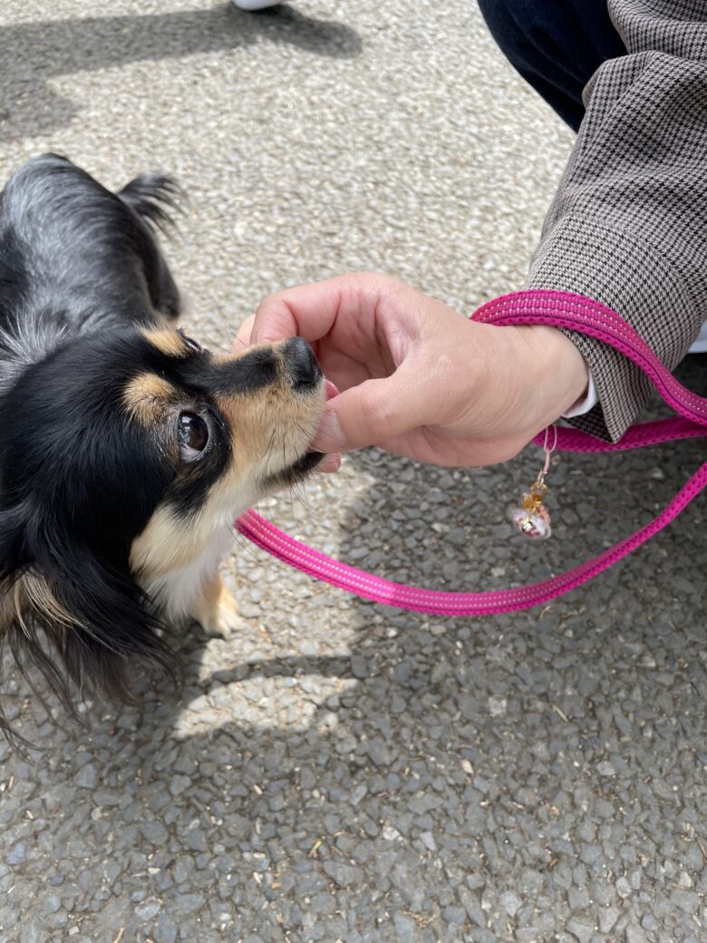 星座別犬の性格診断